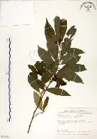 疏齒紫珠、恆春紫珠藏品圖，第1張