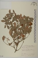 菱葉衛矛藏品圖，第1張