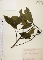 秀柱花藏品圖，第1張