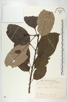 山柿, 山豆柿藏品圖，第1張