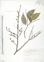 石朴藏品圖，第1張