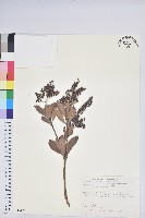 臺灣馬醉木藏品圖，第1張