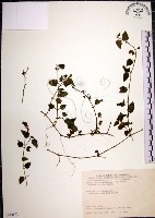 倒地蜈蚣藏品圖，第1張