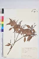 鞍馬山越橘藏品圖，第1張