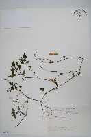 翅柄馬藍藏品圖，第1張