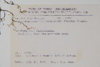 翅柄馬藍藏品圖，第2張