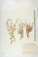 粗糠柴藏品圖，第1張