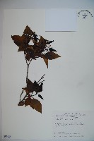 高山莢迷藏品圖，第1張