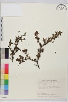 變葉鼠李藏品圖，第1張