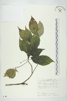 臺灣青莢葉藏品圖，第1張