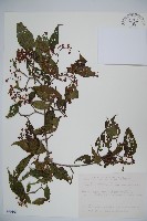 紅子莢迷藏品圖，第1張