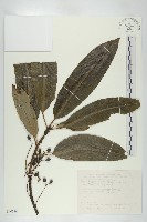 薄葉虎皮楠藏品圖，第1張