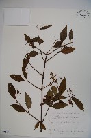 狹葉莢迷藏品圖，第1張