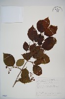 臺灣蝴蝶戲珠花、臺灣蝴蝶花藏品圖，第1張