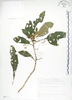 同蕊草、異色線柱苣苔藏品圖，第1張