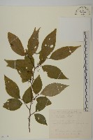 佩羅特木藏品圖，第1張