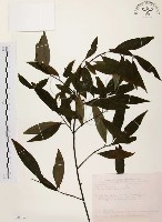 山胡椒藏品圖，第1張