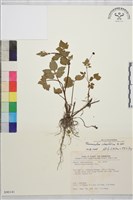 鉤柱毛茛藏品圖，第1張