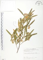 車桑子藏品圖，第1張