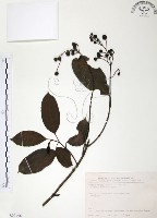 山香圓藏品圖，第1張