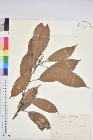 短尾葉石櫟、嶺南柯`東南石櫟藏品圖，第1張