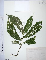 食用樓梯草藏品圖，第1張