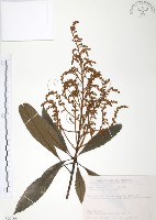 筆羅子藏品圖，第1張