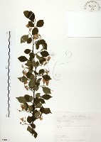 烏皮九芎、奮起湖野茉莉藏品圖，第1張