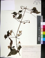 麥氏鐵線蓮藏品圖，第1張