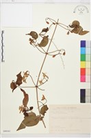 麥氏鐵線蓮藏品圖，第2張