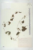 黑果馬交兒藏品圖，第1張