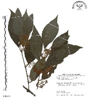 杜虹花，台灣紫珠藏品圖，第1張