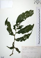 食用樓梯草藏品圖，第1張