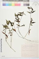 九頭獅子草藏品圖，第2張