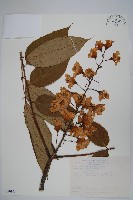 鐘萼木藏品圖，第1張