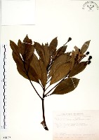 恆春楨楠藏品圖，第1張