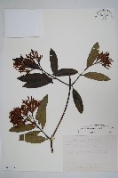 大錦蘭藏品圖，第1張