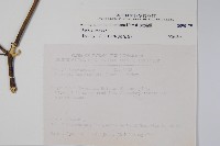 大錦蘭藏品圖，第2張