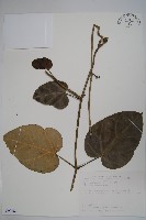 臺灣牛嬭菜藏品圖，第1張