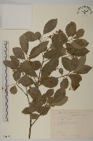 厚葉衛矛, 源一木藏品圖，第1張