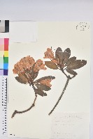 玉山杜鵑藏品圖，第1張