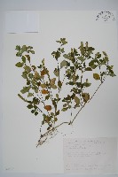 爵床藏品圖，第1張