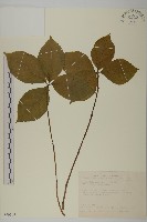 臺灣及己藏品圖，第1張