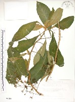 同蕊草、異色線柱苣苔藏品圖，第1張