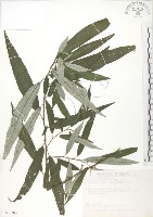 水麻藏品圖，第1張