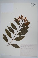 大錦蘭藏品圖，第1張