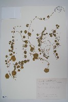 普刺特草藏品圖，第1張