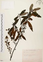 山胡椒藏品圖，第1張