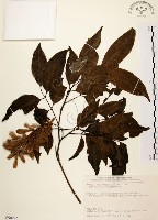 黃杞藏品圖，第1張