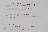 紅莖獼猴桃藏品圖，第2張